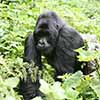 Rwanda