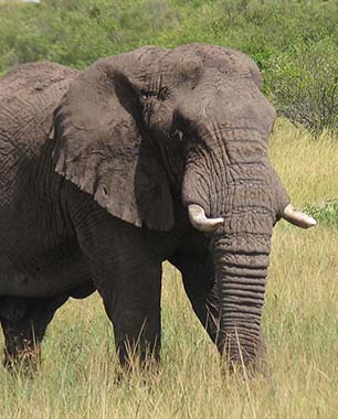 Kenya