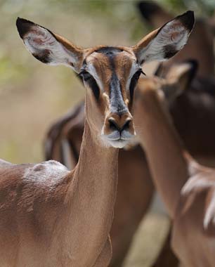 Namibia