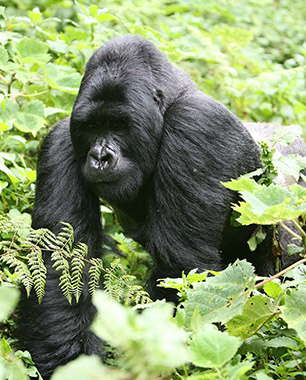 Rwanda
