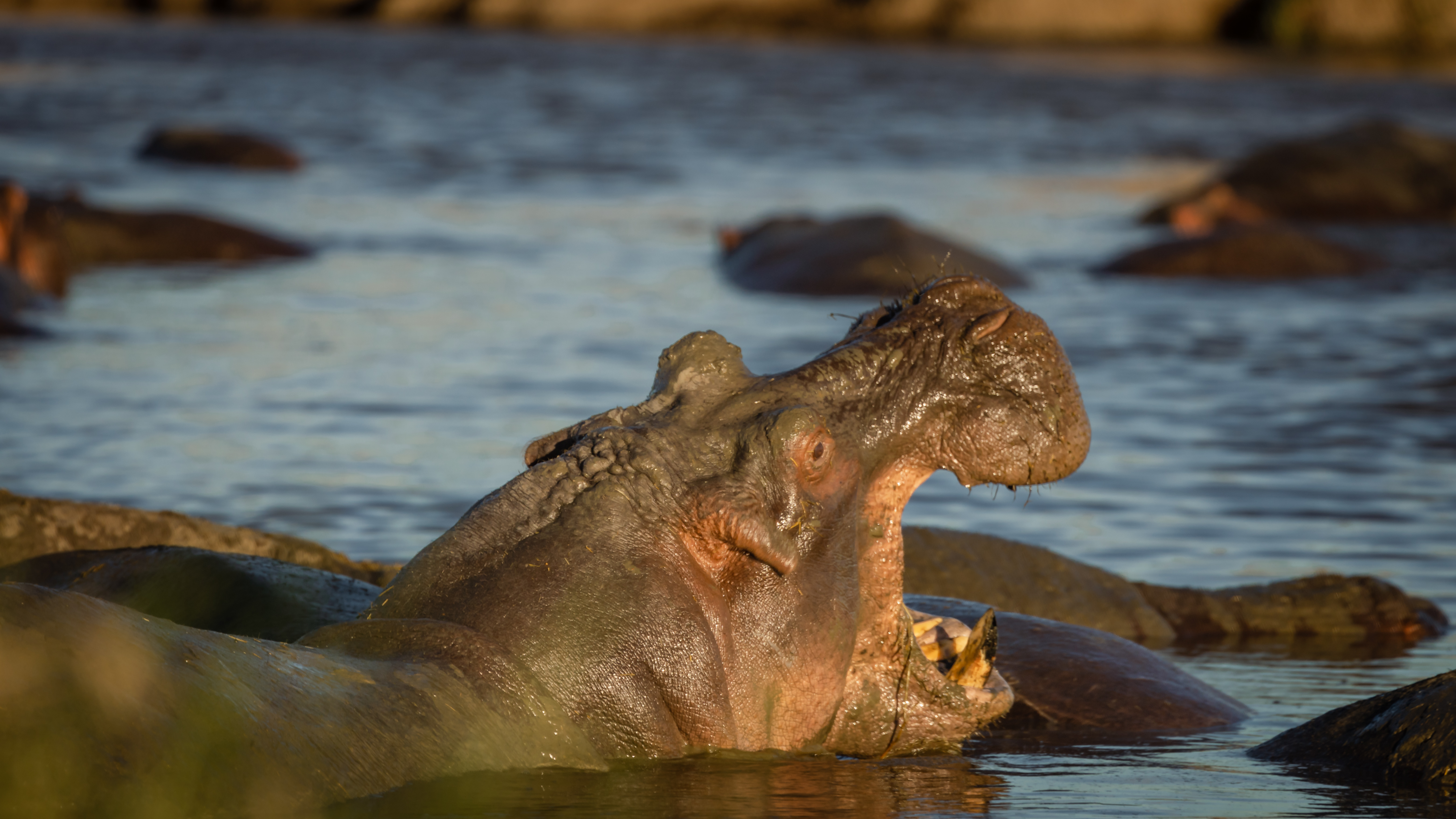 Central Serengeti