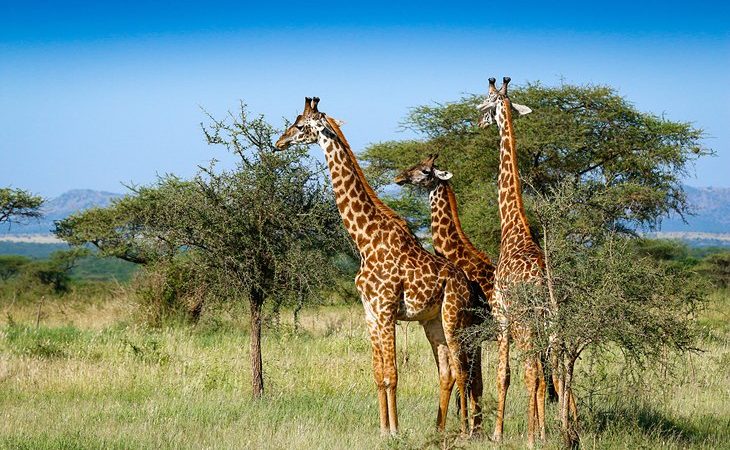 Serengeti National Park