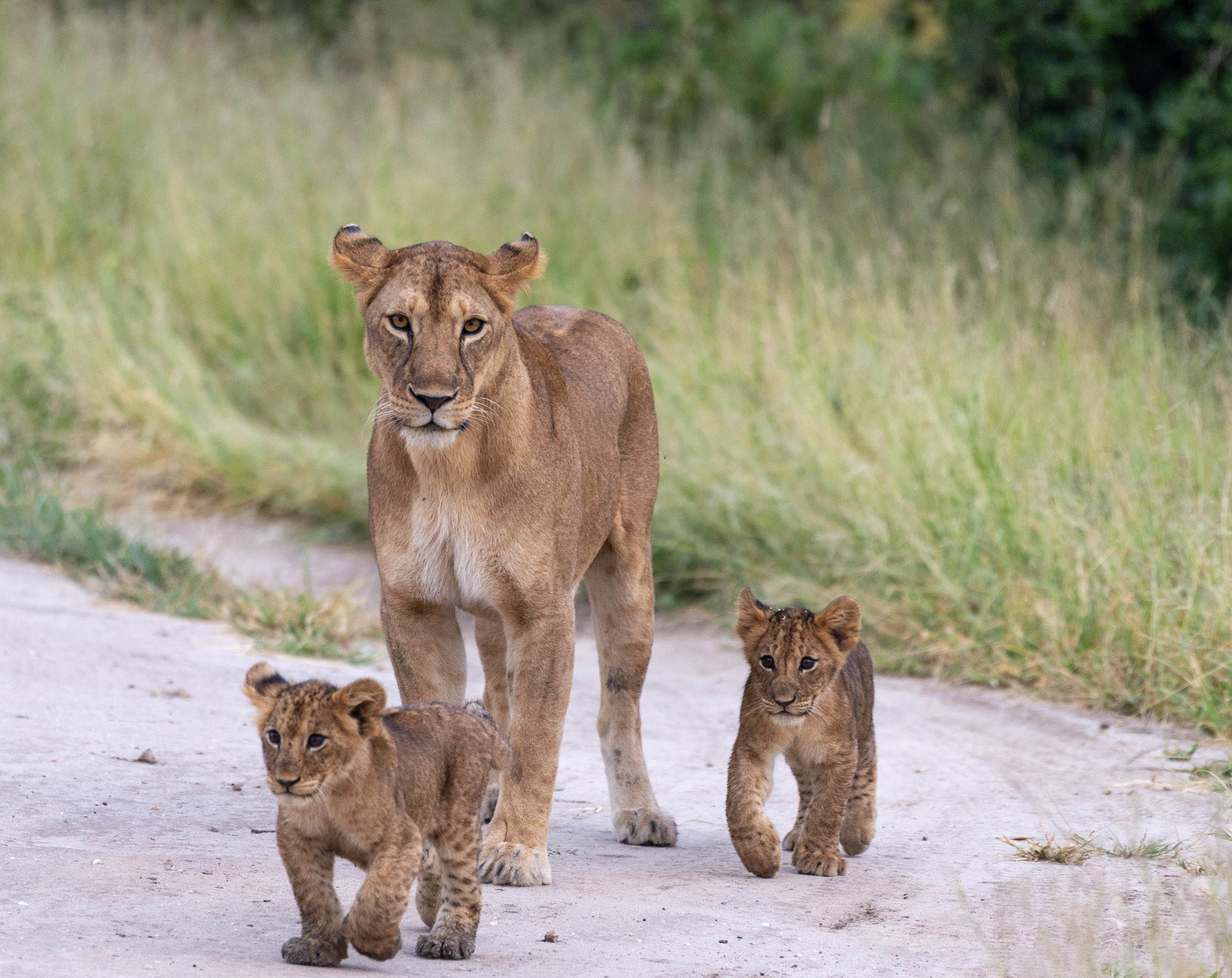 Central Serengeti