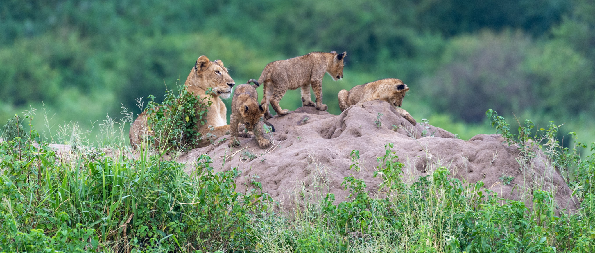 Ngorongoro Conservation Area