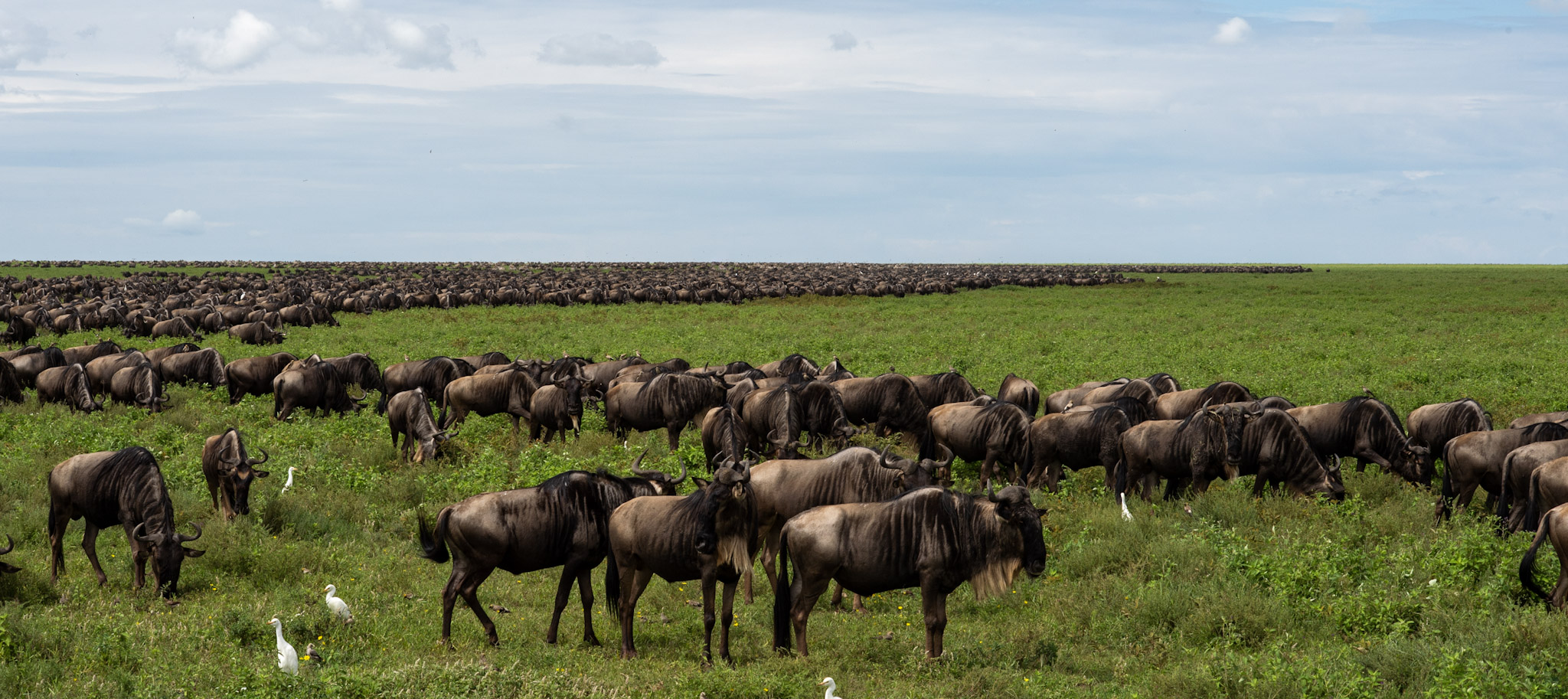 Northern Serengeti