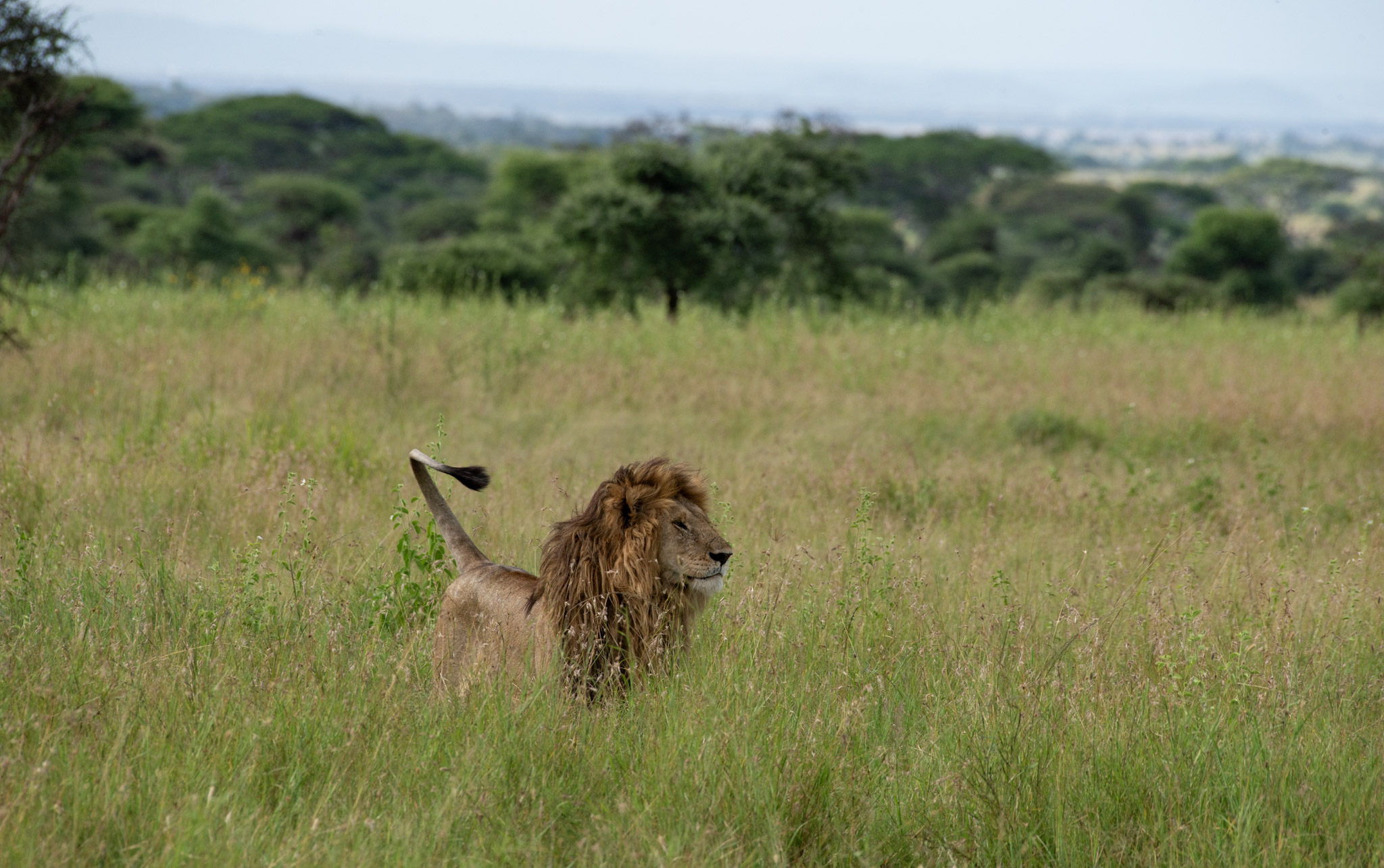 Ngorongoro Conservation Area