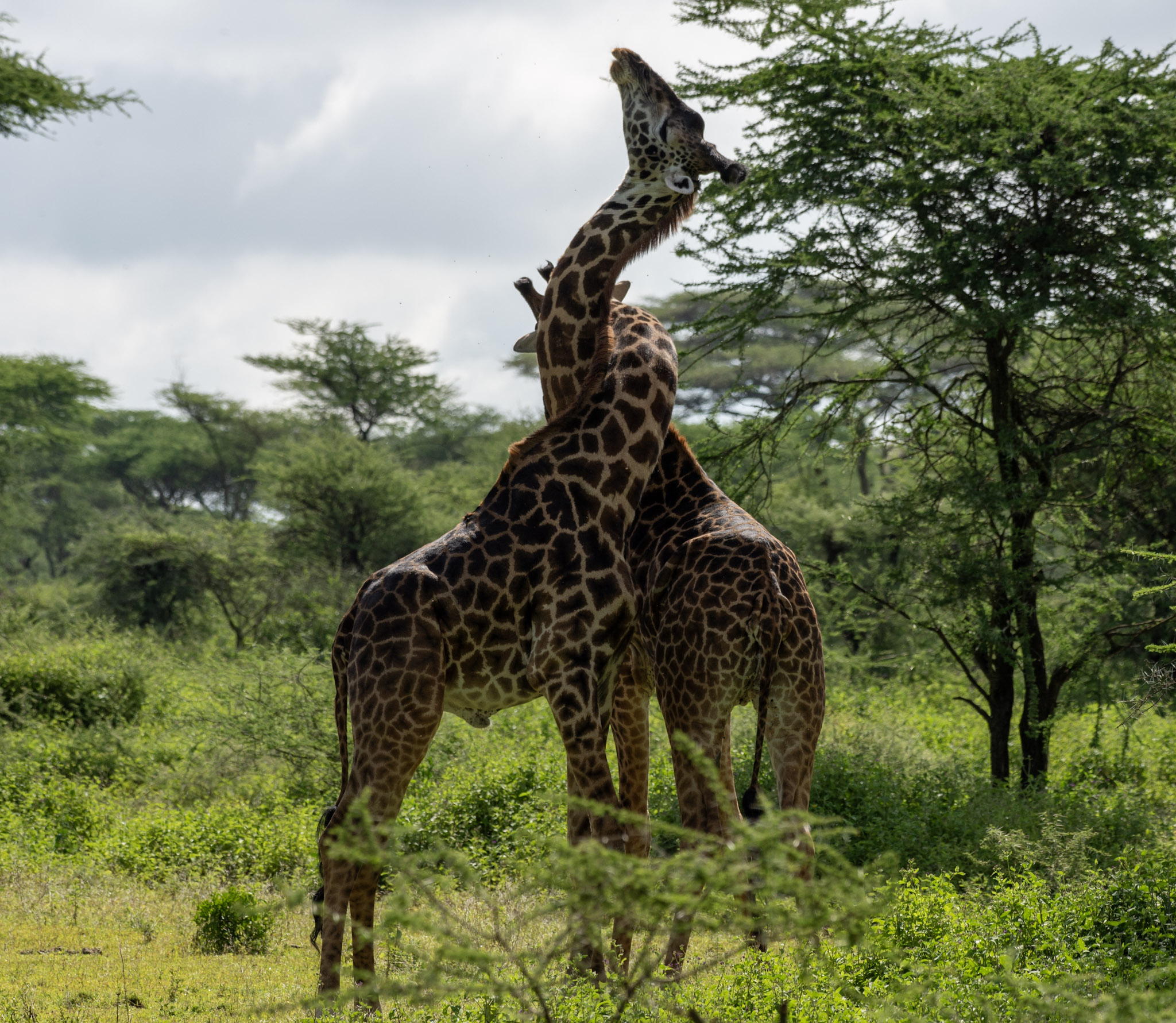 Arusha City