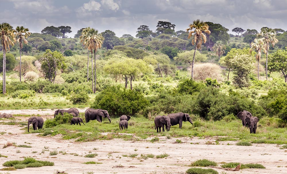 Tarangire National Park