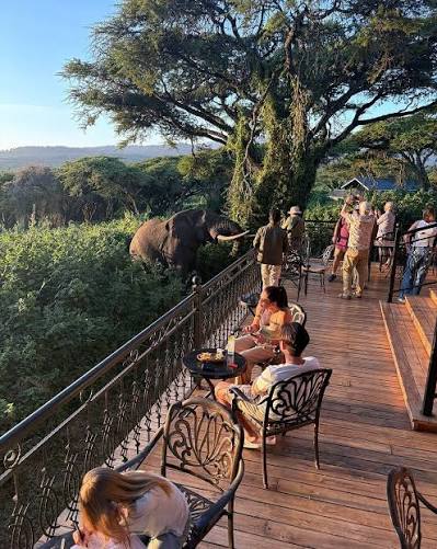 Lions Paw Luxury Camp