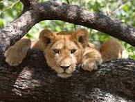 Lake Manyara National Park