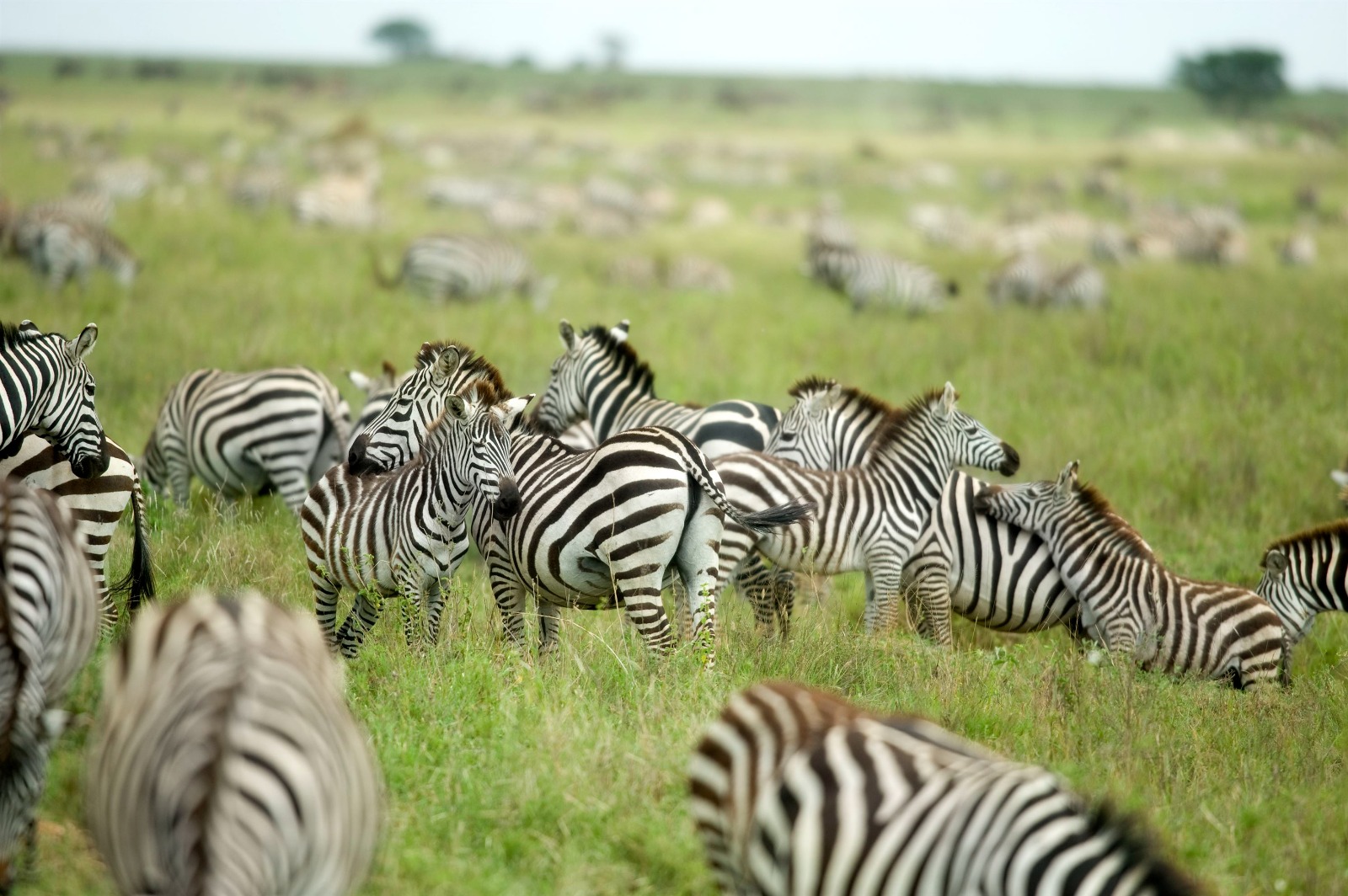 Lake Manyara National Park