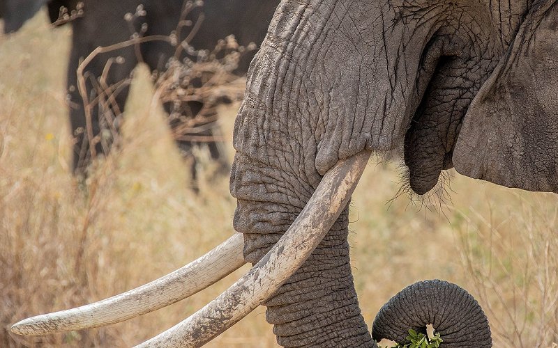 6 Days Northern Circuit Safari