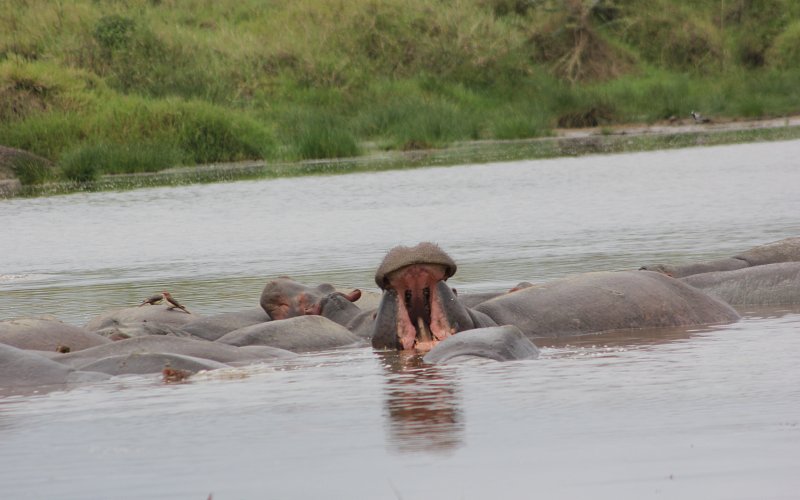 8 Day Great Migration Safari Itinerary (Northern Tanzania)