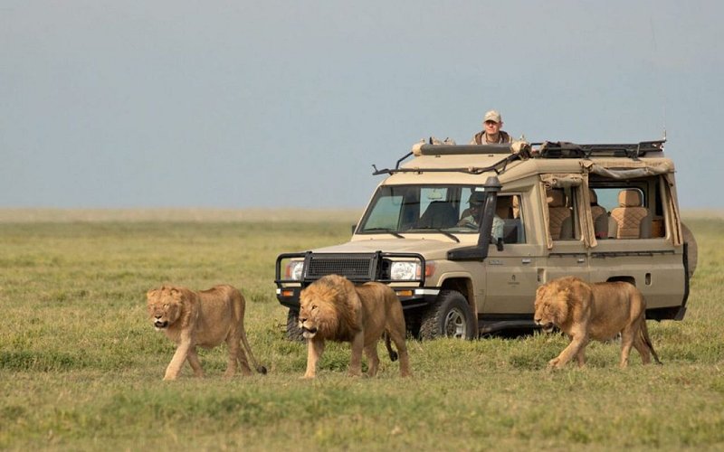 Tree Climbing Lions & Flamingo Shores: 2 Day Lake Manyara Adventure