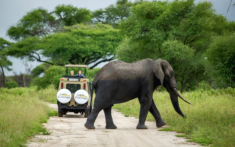 5 Days Tanzania Safari Tarangire National Park, Serengeti National Park & Ngorongoro Crater
