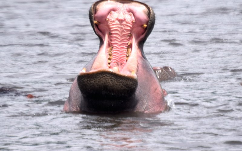 4 Days Tarangire, Serengeti & Ngorongoro Luxury Safari