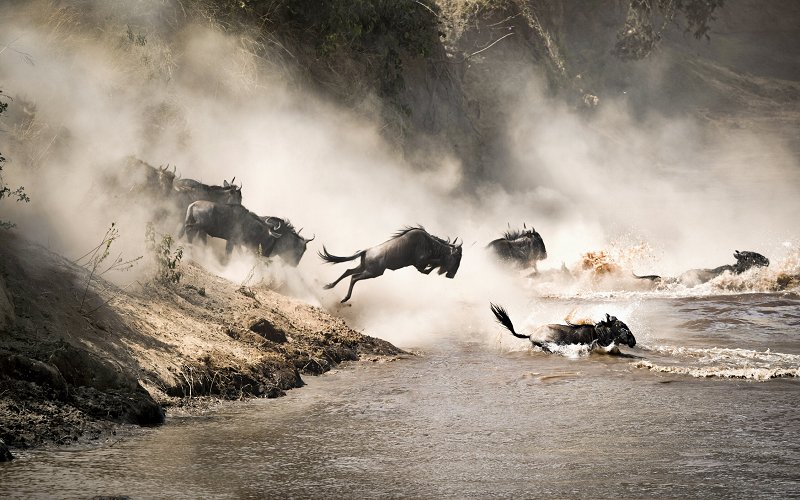 5 Days Best Of The Tanzania Safari Package Luxury Safari