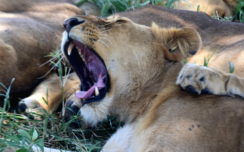 3 Days Tanzania Safari Midrange Safari