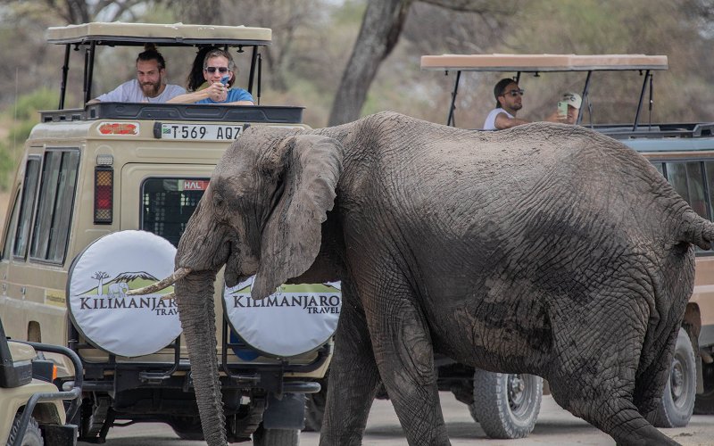 4 Day Big Five Joining Safari | Tarangire, Serengeti & Ngorongoro