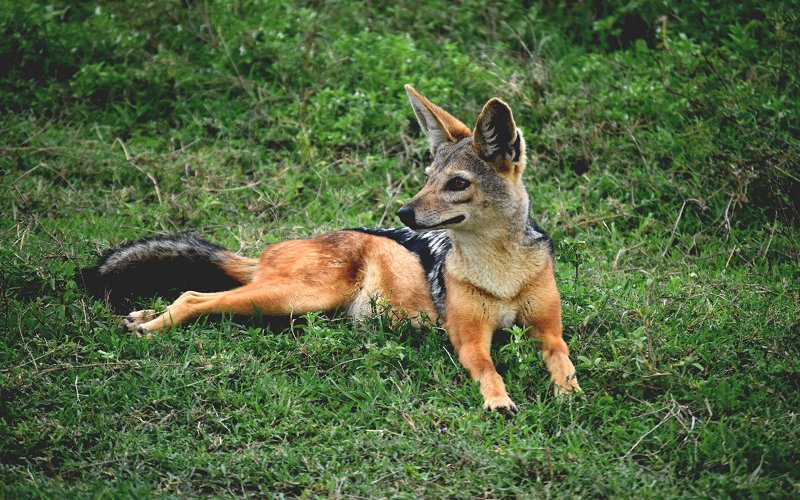 7 Days Northern Tanzania Safari