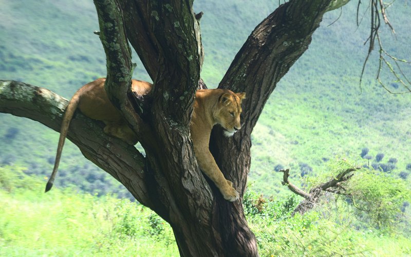 5 Days Tanzania Safari & Cultural Experience + 4 Days Zanzibar Extension