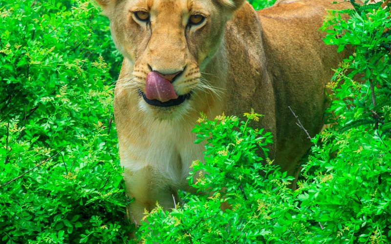10 Day Luxury Honeymoon Safari & Zanzibar Serengeti National Park, Ngorongoro Crater, Tarangire National Park, Lake Manyara National Park And Zanzibar