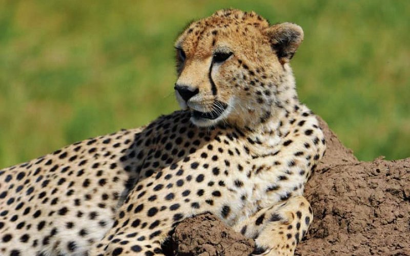 4 Day Wildlife Safari: Tarangire, Serengeti & Ngorongoro