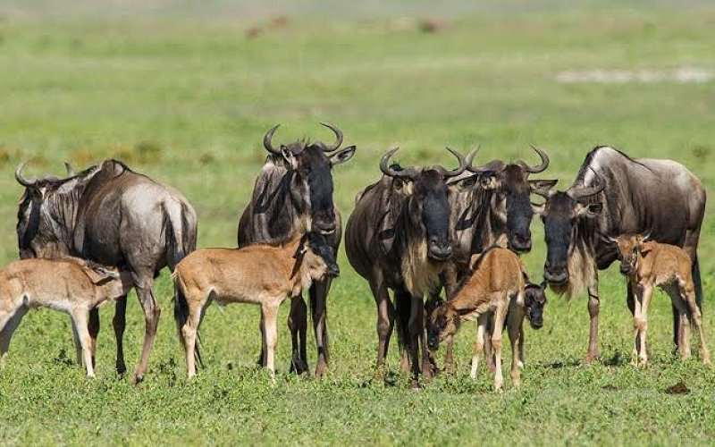 4 Days Migration Safari Calving Season