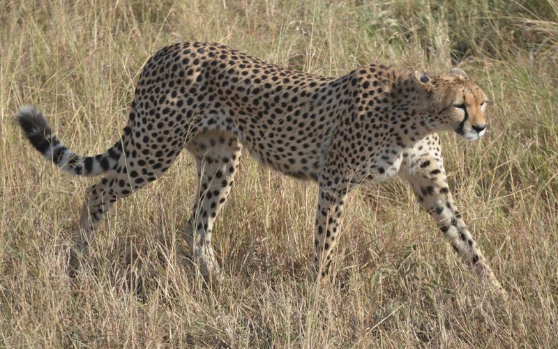 4 Days Safari To Serengeti And Ngorongoro Crater
