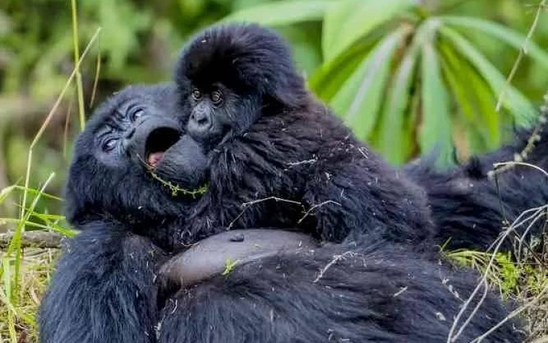 1O Days Itineray Proposal( Sites Include; L.mburo N.park, Bwindi N.park, Queen Elizabeth N.park)