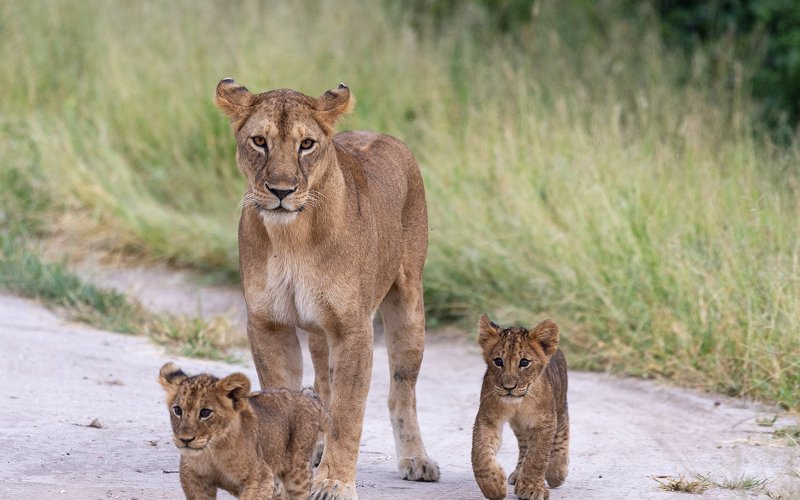 7 Days Tanzania Wildlife And Cultural Safari