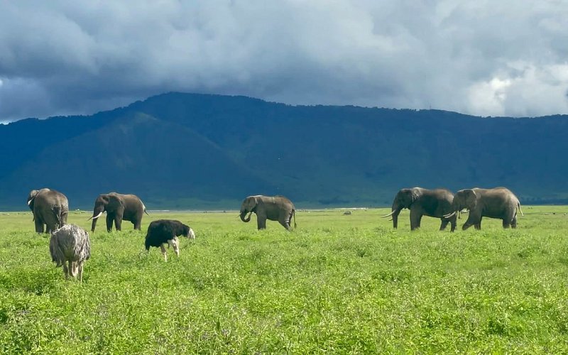 3 Day Tanzania Safari: A Journey Into Africa’s Untamed Heart