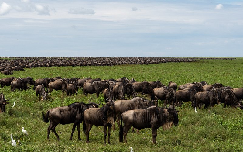 8 Days The Great Migration: Calving Season Safari