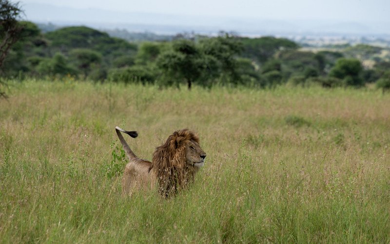 11 Days The Best Of Tanzania Safari & Zanzibar Beach Experience