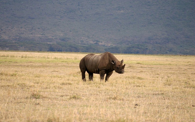 10 Days Safari To Tarangire Ngorongoro Crater &Serengeti With Zanzibar Beach Holiday
