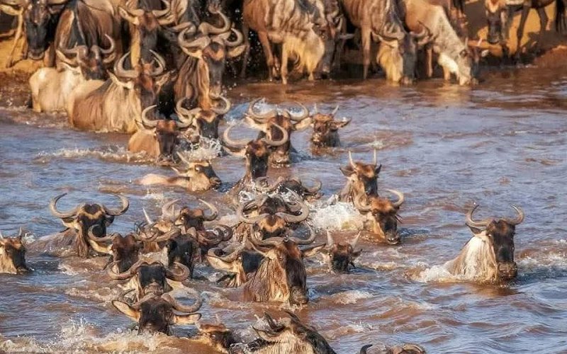 3 Day Great Migration Safari: Witness Africa’s Greatest Wildlife Spectacle