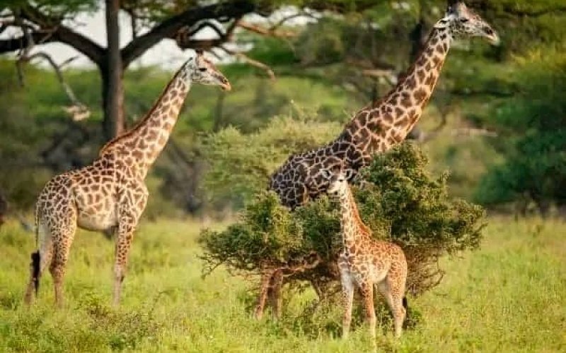 A 5 Days Trip ( Sites Include Murchison Falls N.park And Queen Elizabeth N.park)