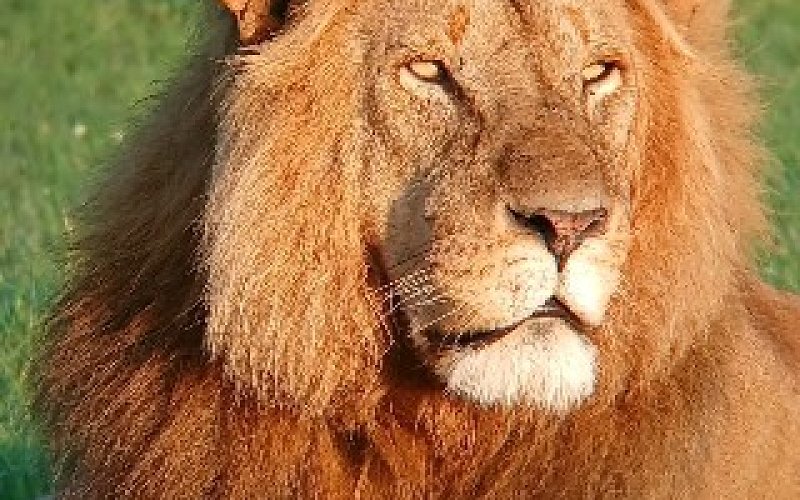 An 8 Days Tour ( Nairobi, L.nakuru, And Masai Mara)