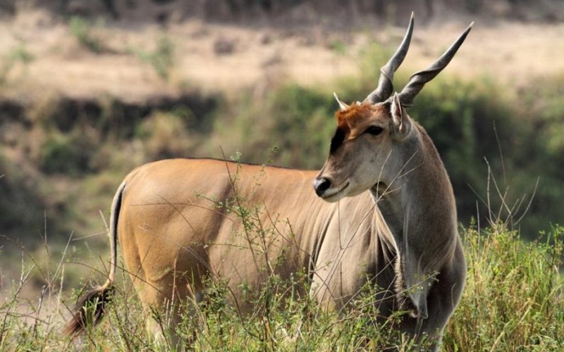 6 Days Kenya And Tanzania Safari