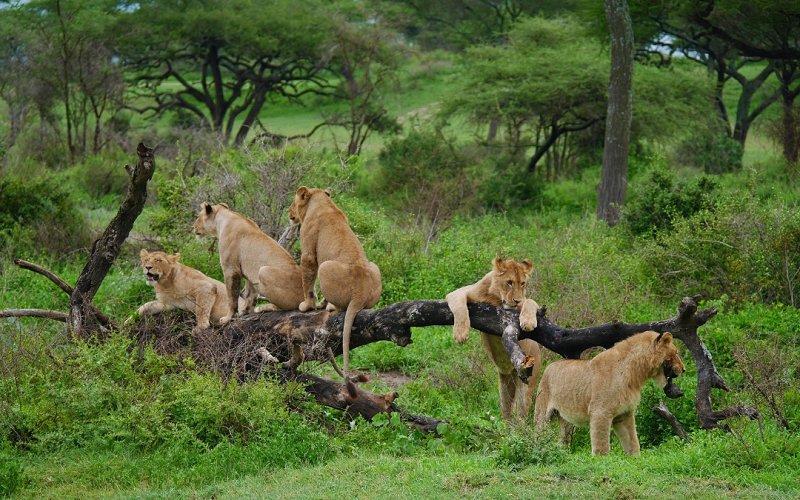 5 Day Tanzania Northern Circuit Safari