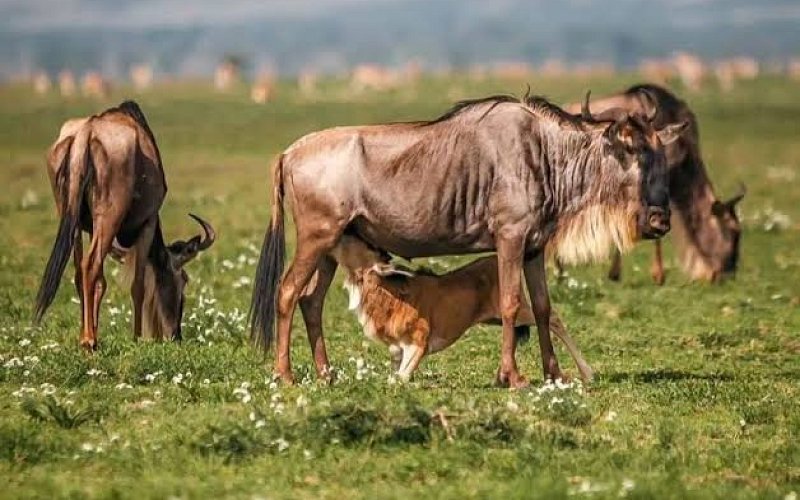 6 Day Tanzania Calving Season Safari – Tarangire, Ndutu & Ngorongoro