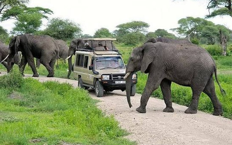 Tarangire National Park Day Trip From Arusha