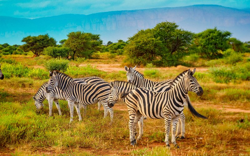 7 Day Luxurious Safari